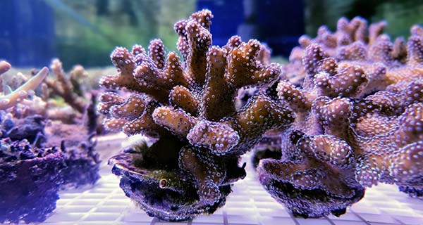 CoreBone Corals